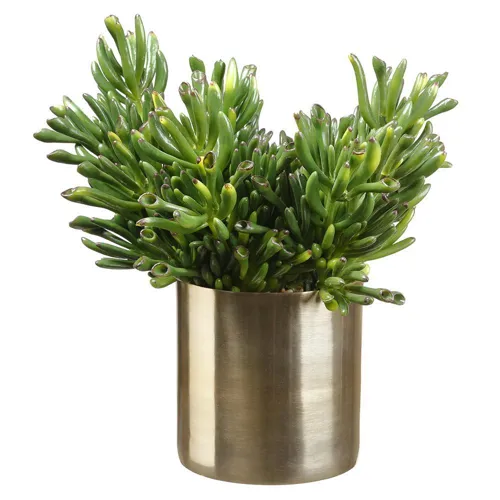 Coral Succulent In Cylinder - Green