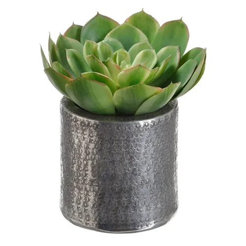 Echeveria in Aluminum Pot - Green Two Tone