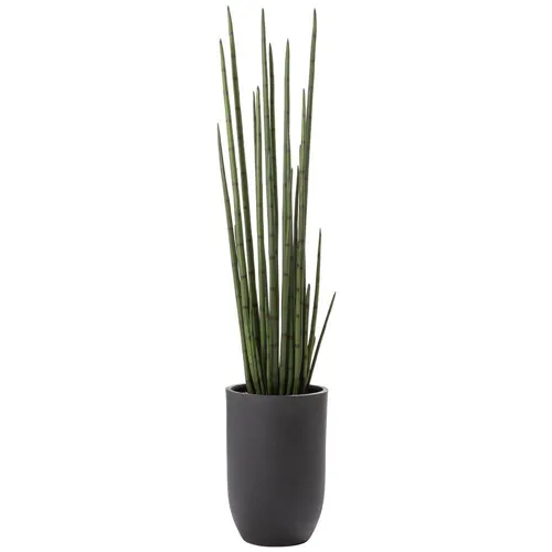 Snake Grass in Cement Planter - Green