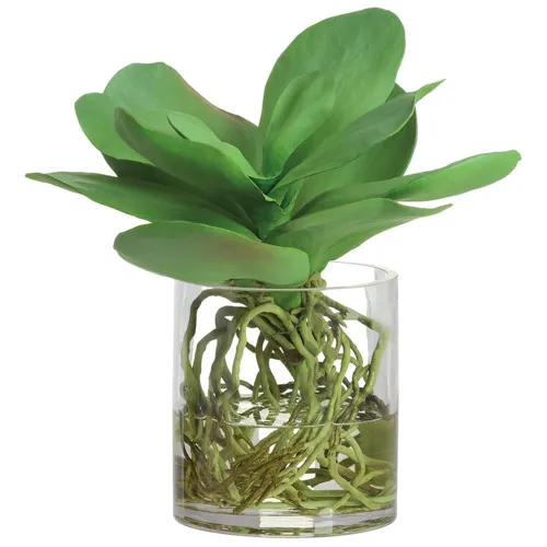 Kalanchoe w/Roots in Glass Vase - Green