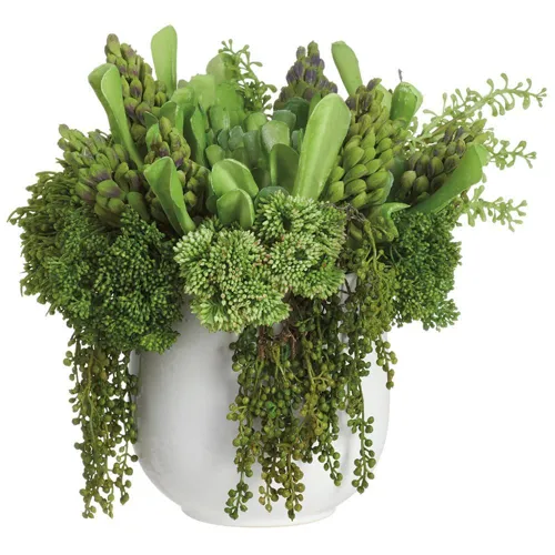 Mixed Succulents in Ceramic Vase - Green