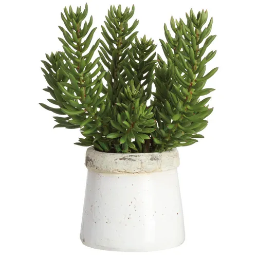 Senecio in Stoneware Container - Green