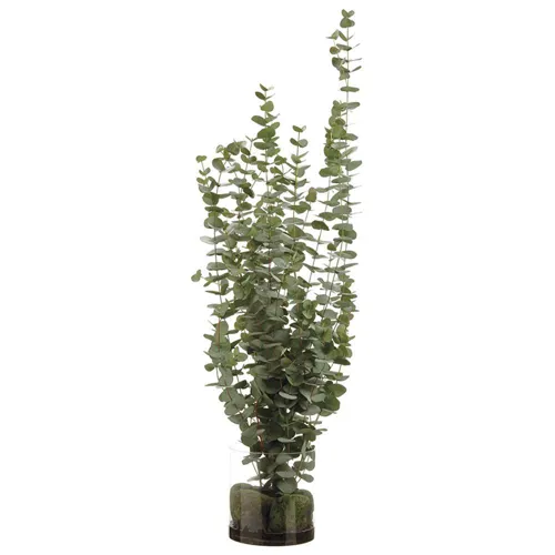 Eucalyptus in Glass Vase - Green