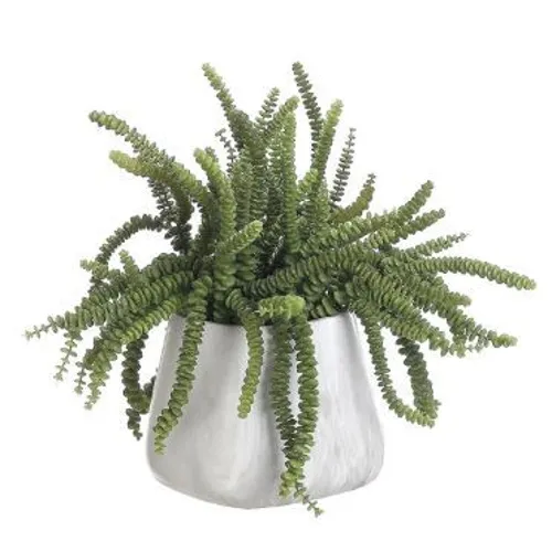 Money Succulent Terra Cotta Pot - Green