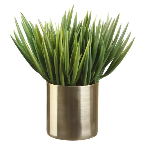 Senecio in Gold Brass Cylinder - Green