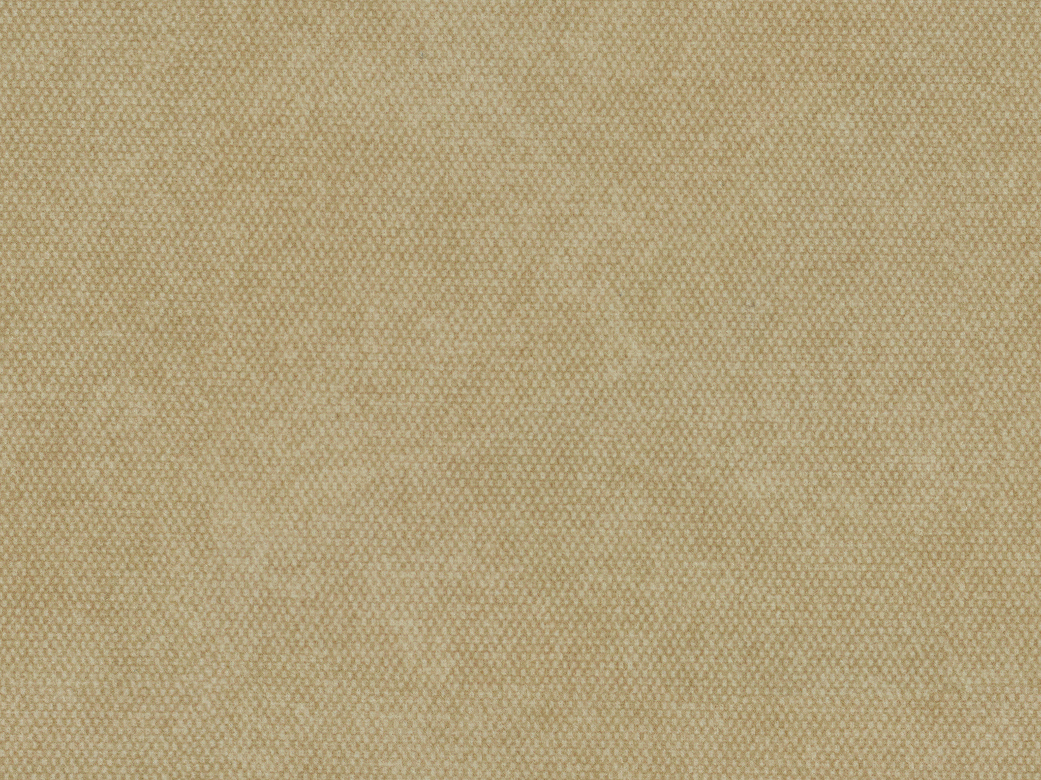 Lulee Blossom / Major Oat