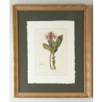 30-0078a Hamanthus Multflorus