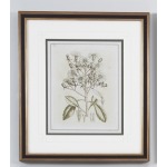 35-0062a Tinted Botanical - I