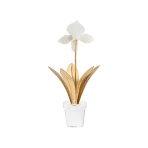 Lady Slipper Orchid