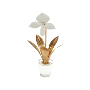 Lady Slipper Orchid