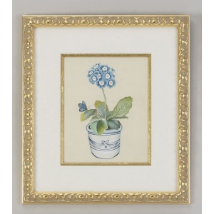 31-0013a Blue Auricula