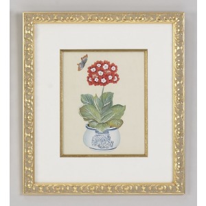 31-0013d Red Auricula