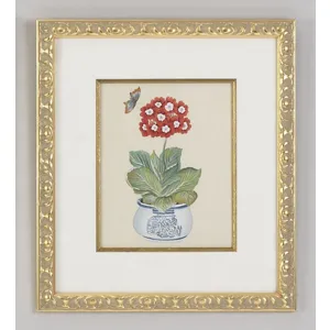 31-0013d Red Auricula