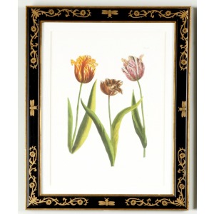 35-0008a Tulip/dec.frame988