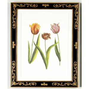 35-0008a Tulip/dec.frame988