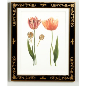 35-0008d Tulip/dec.frame989