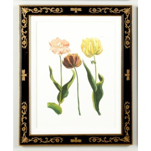 35-0008c Tulip/dec.frame985