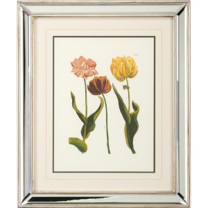 Tulips - C