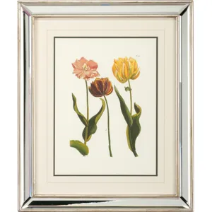 Tulips - C