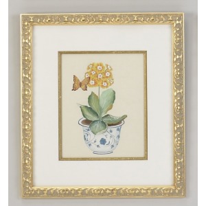 31-0013c Yellow Auricula