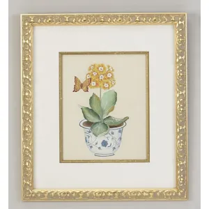 31-0013c Yellow Auricula