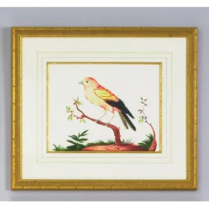 32-0008f Yellow Wing/rd Berry