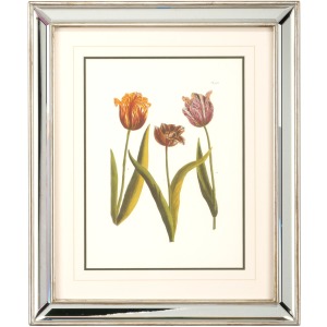 Tulips - A
