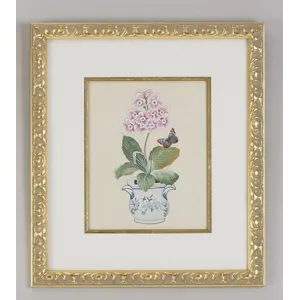 31-0013b Pink Auricula