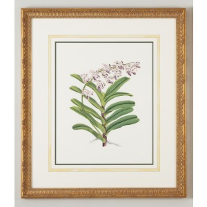 32-0028e Aer Crispum Warnerii