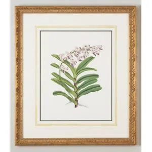 32-0028e Aer Crispum Warnerii