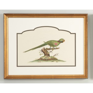 32-0021a Alexandrine Parakeet