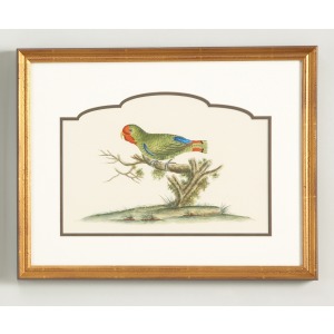 32-0021b Guinea Parakeet