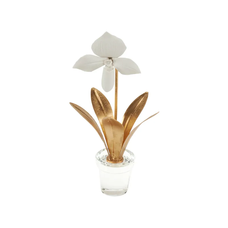 Lady Slipper Orchid