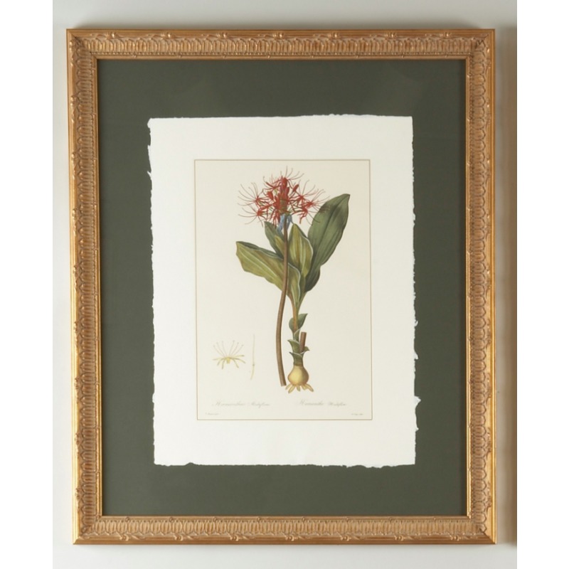 30-0078a Hamanthus Multflorus