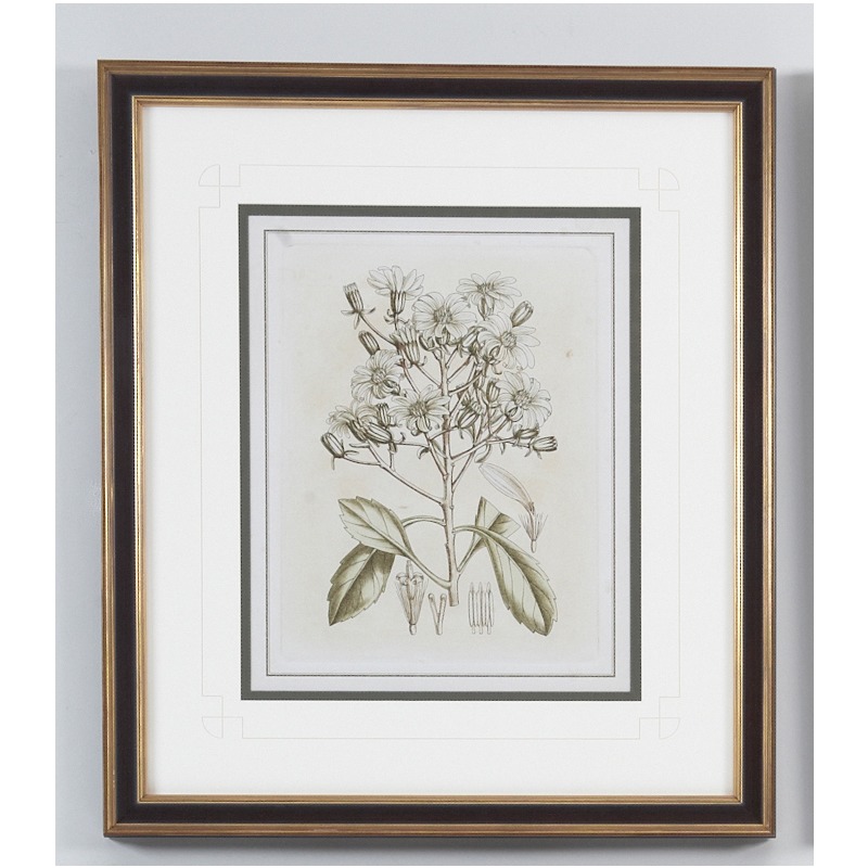 35-0062a Tinted Botanical - I