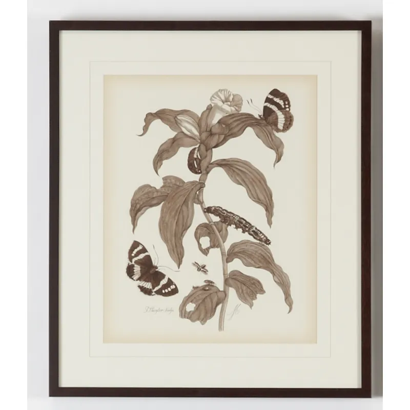 35-0074a Nature Study/sepia-i