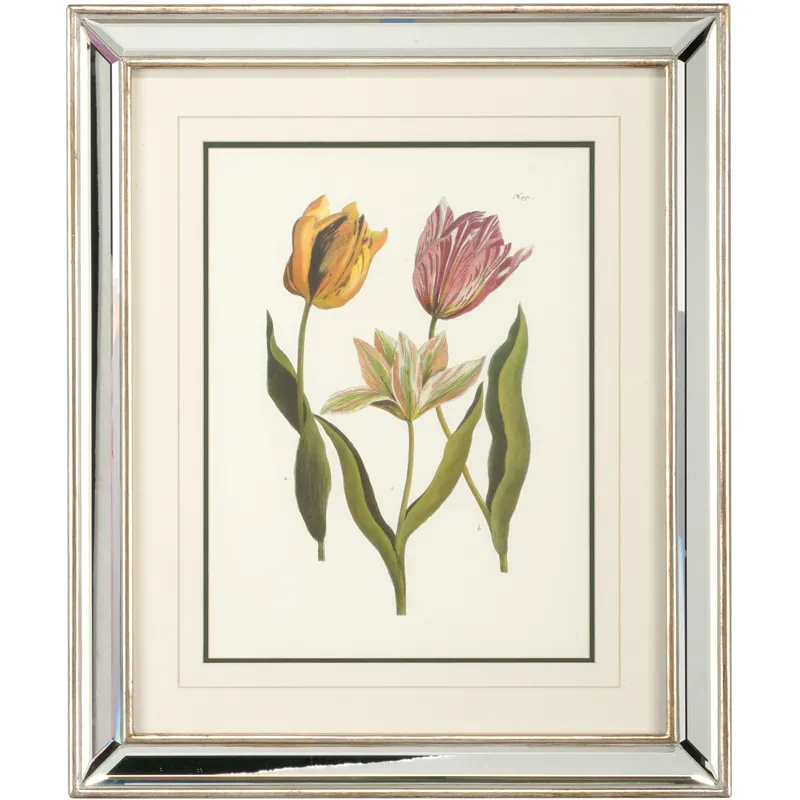 Tulips - B