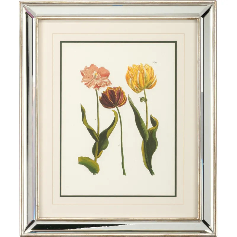 Tulips - C