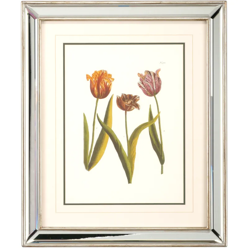 Tulips - A