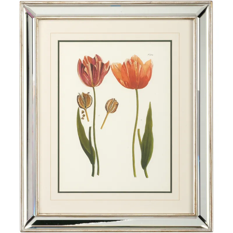 Tulips - D