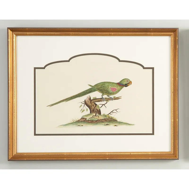 32-0021a Alexandrine Parakeet
