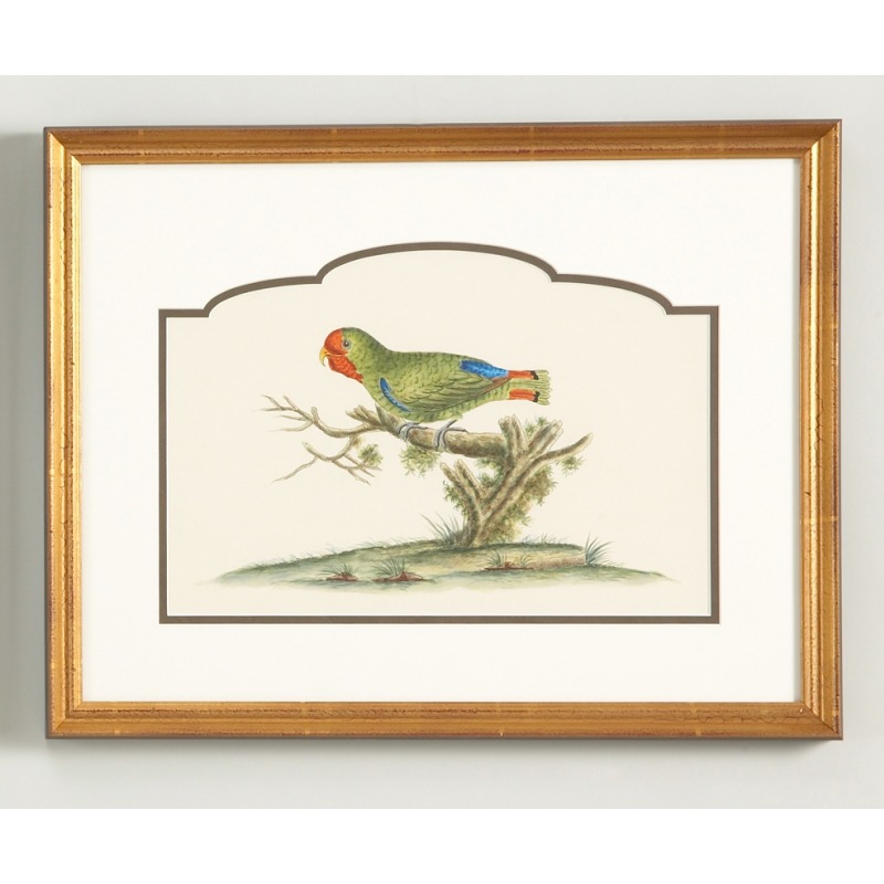 32-0021b Guinea Parakeet