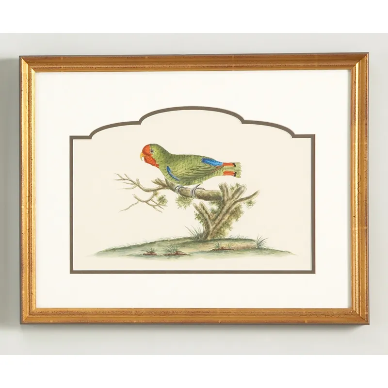 32-0021b Guinea Parakeet