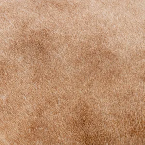 Bose Counter Stool - Canyon Sand