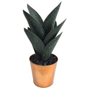 Medium Oasis Hand Finished Cactus