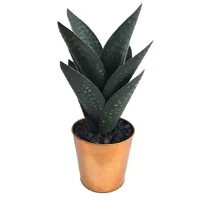Medium Oasis Hand Finished Cactus