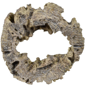 BROWN LIFE RING WALL D&Eacute;COR