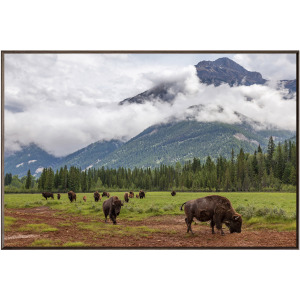 Bison Valley Wildlife Landscape Framed Print