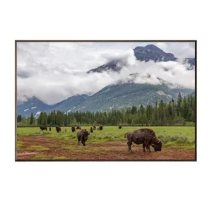 Bison Valley Wildlife Landscape Framed Print