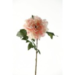Pink sherbert peony stem